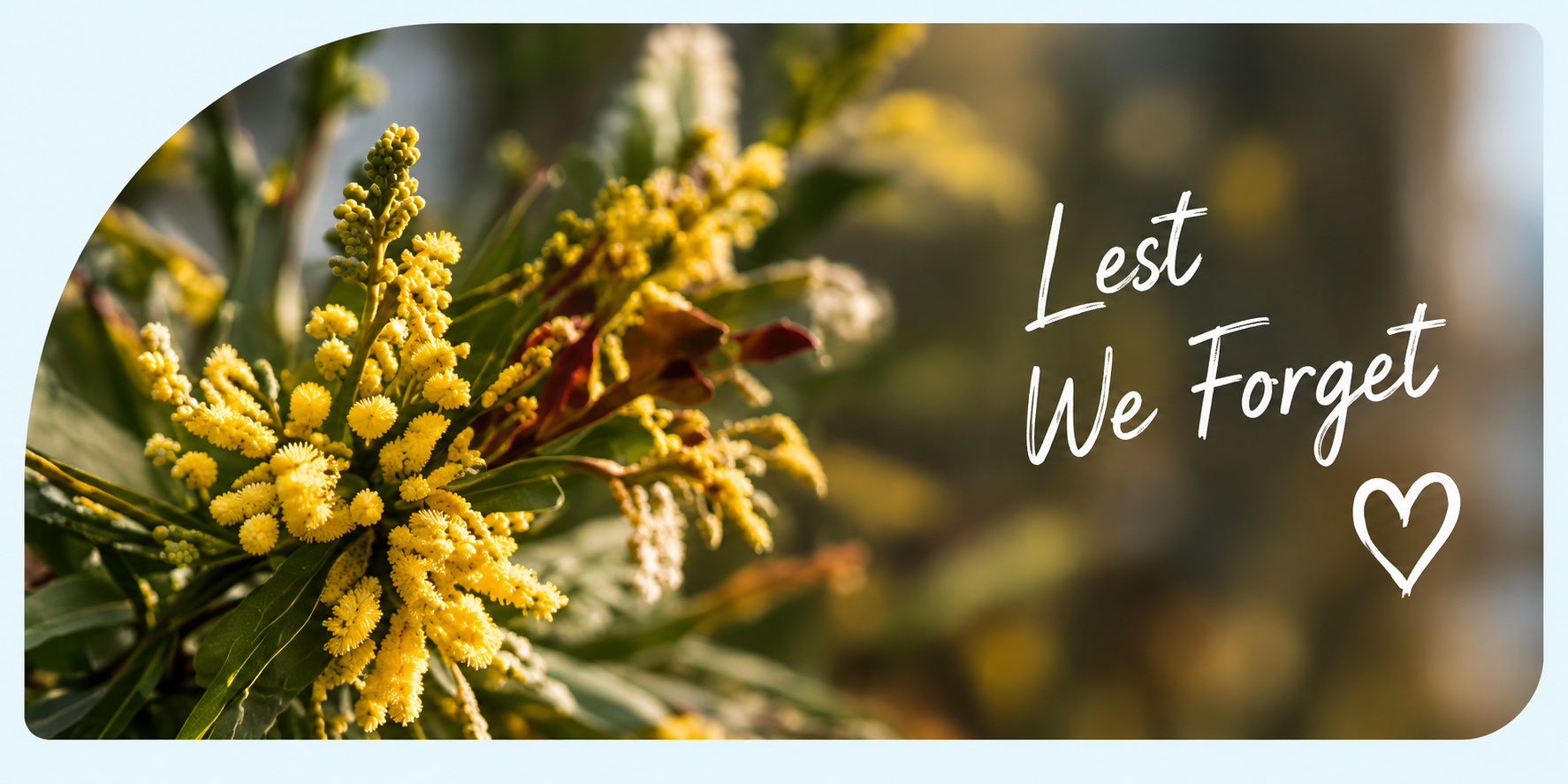 Lest We Forget wattle flower background